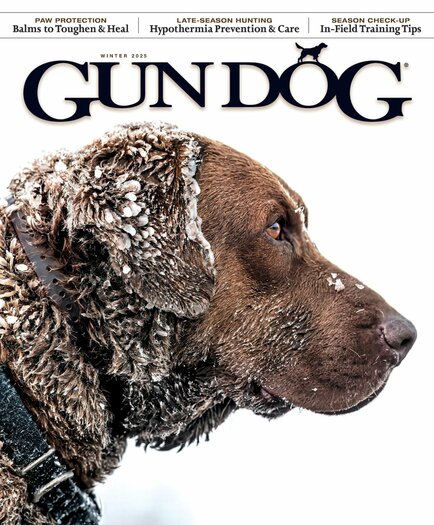 Hunting dog paw protection clearance
