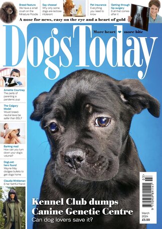 Dogs Today Magazine