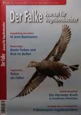 Falke (German) 1